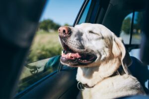 best cars for pets